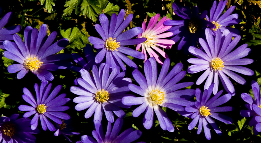 forår-blomst-03