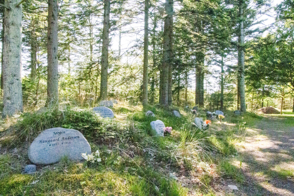 Skovkirkegård.jpg Gravsten omgivet af vild natur og høje træer på en skovkirkegård.