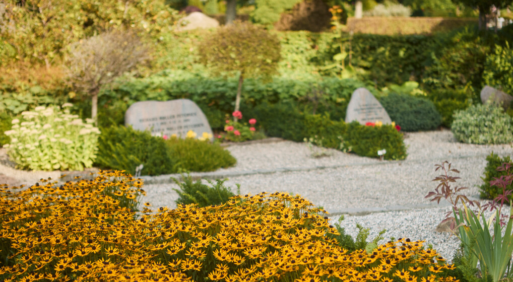 Gravsteder på kirkegård Gravsteder med gravsten adskilt af lave hække, i forgrunden gule blomster.